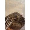 Peine barbero TEXTURAS Asuer