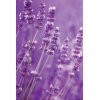 Cartucho cera roll-on lavanda Naturdepil de Starpil