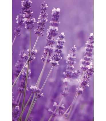 Cartucho cera roll-on lavanda Naturdepil de Starpil
