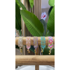 Pulsera MIYUKI AURORA de Aloha y Ohana
